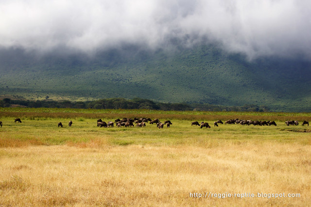 恩格羅火山口, Ngorongoro Crater