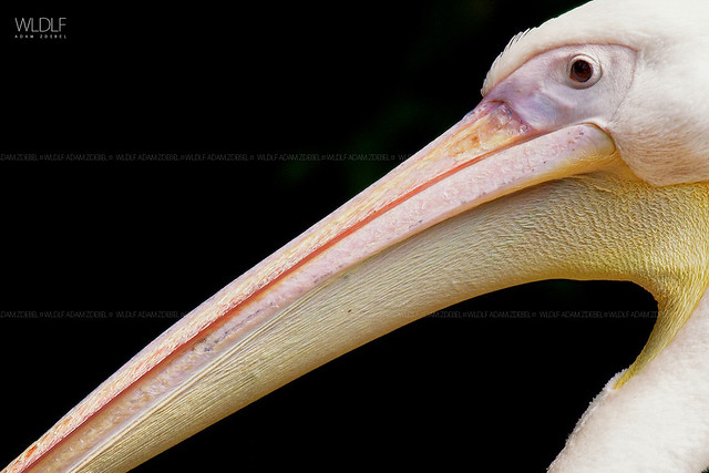 Pelican - portrait