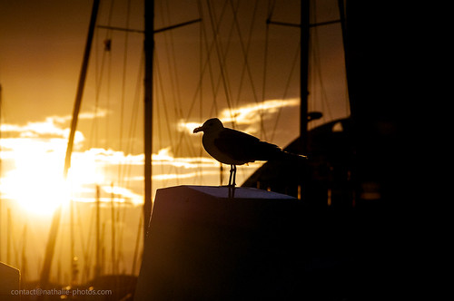 city sunset building bird port boat bateau oiseau ville immeuble coucherdesoleil