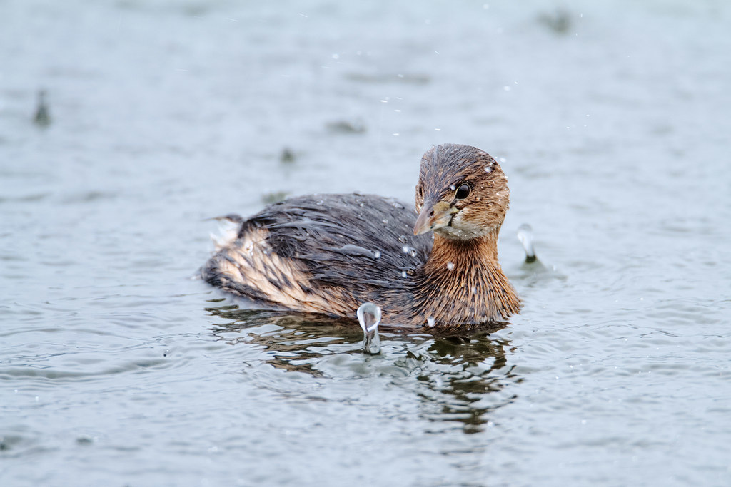 A pied-billed grebe swims in heavy rain at Ridgefield National Wildlife Refuge