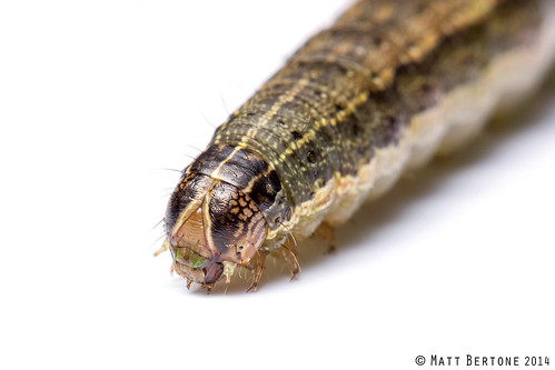 close-up image of armyworm larva