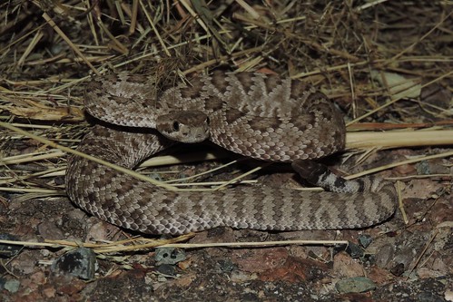 Mojave Rattlesnake (Crotalus scutulatus)