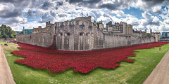 Poppies at the Tower of London
