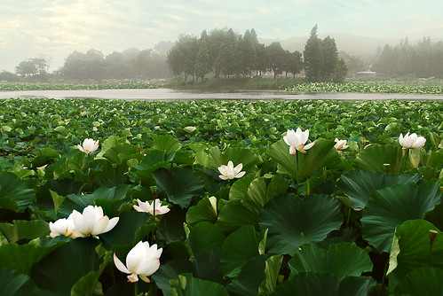 china wuxi lotus jiangsu 荷花 无锡 鼋头渚 江苏 藕花深处