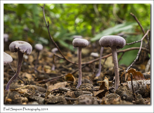england nature mushroom forest woodland small fungi fungus tiny funghi toadstool naturalworld scunthorpe fungal photosof imageof normanbypark photoof imagesof sonya77 paulsimpsonphotography september2014