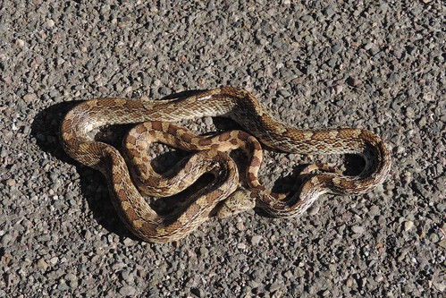 Gopher Snake (Pituophis catinefer)