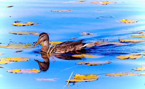 autumn bird nature water birds alaska duck pond ducks waterfowl migratorybirds jlsphotographyalaska