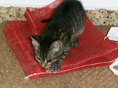 Curro, gatito atigrado pardo dulcísimo y guapo, nacido en Mayo´14 busca hogar. Valencia. ADOPTADO. 14334269380_35a00b58da