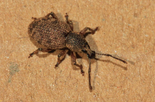 Clay Coloured Weevil 29161