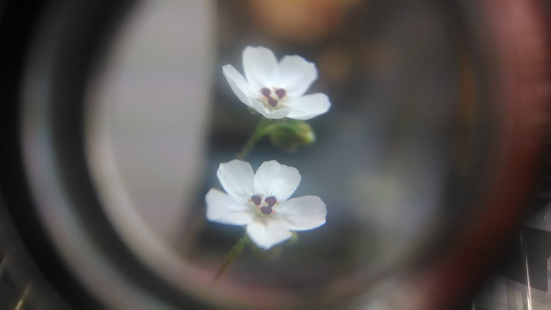 Drosera allantostigma flowers!