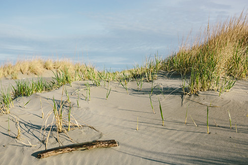 beach nature grass canon washington shadows dof cloudy sunny depthoffield longbeach pacificnorthwest stick pnw canoneos5dmarkiii sigma35mmf14dghsmart