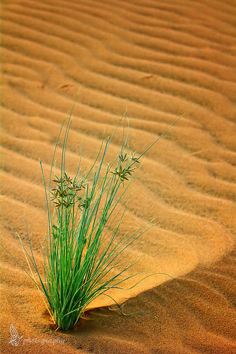camera nature canon lens landscape photography photo google sand flickr desert saudi land pm 70200mm