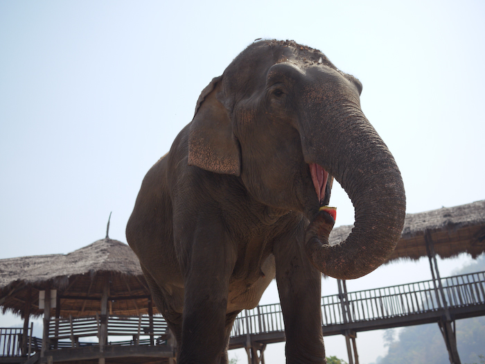 Elephant Nature Park Chiang Mai-8