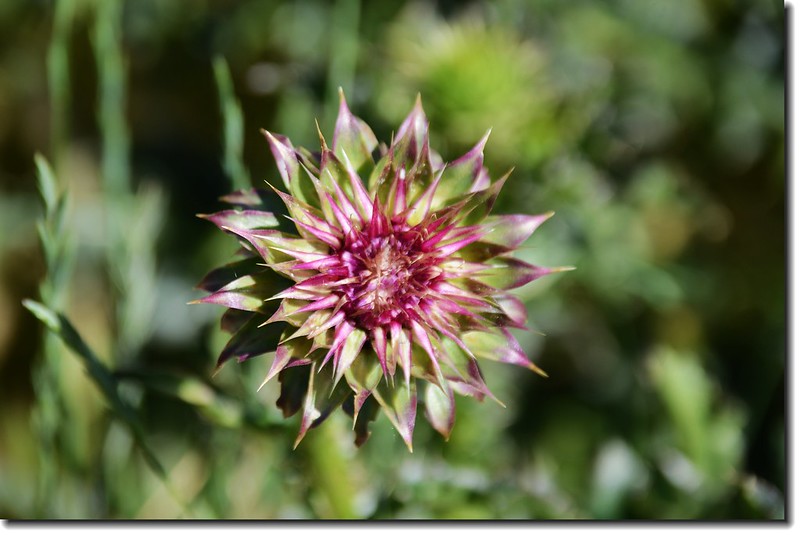 Musk Thistle 1