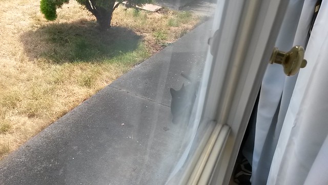 Neighborhood cat, pissing Sam off