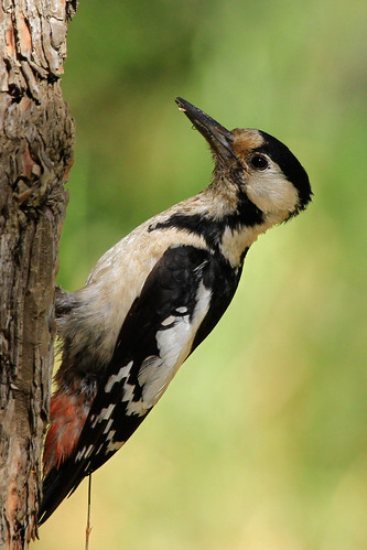 Syrian Woodpecker (Israel)