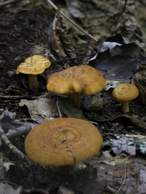 mushroom13