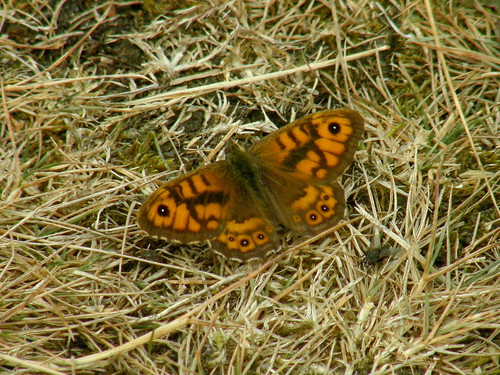Male Wall Brown