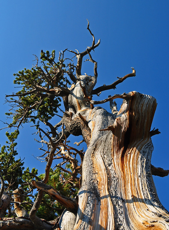 Pinus aristata - Mt. Goliath Natural Area (5)