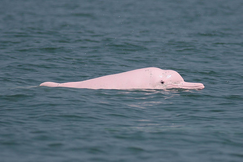 中華白海豚，圖片來源：彰化海岸保育行動聯盟，圖片網址：https://www.flickr.com/photos/waders/2213315295，本圖符合CC授權使用。