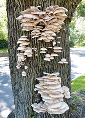 A fungus among us