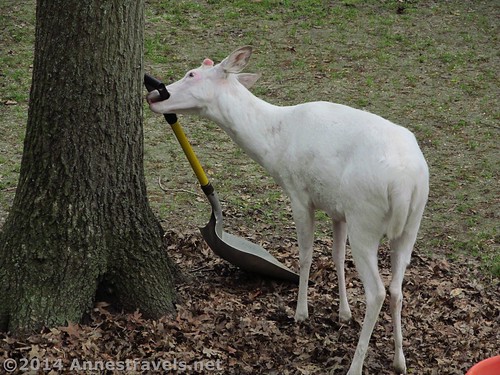 Leucistic white tailed deer, Cape May Zoo, New Jersey