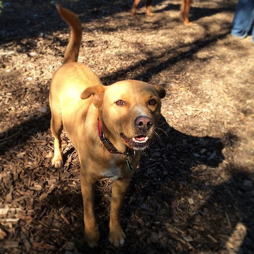 Our friend Abby #dogpark