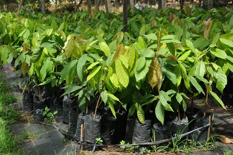 Cacao Seedlings