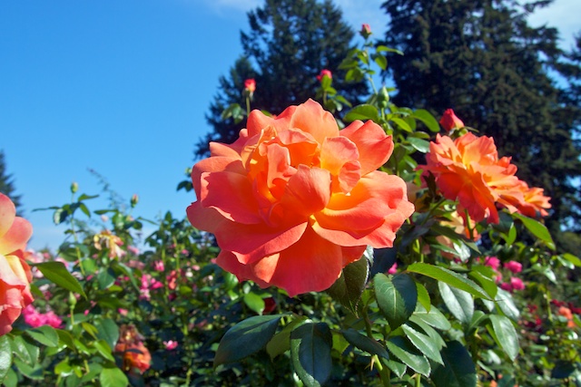 Portland Japanese Garden + Rose Garden