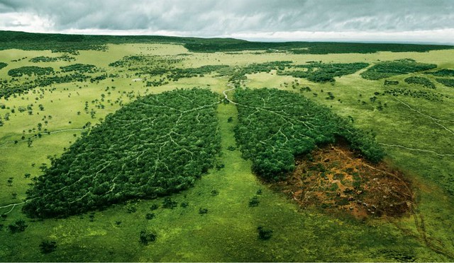 1_deforestacion-diarioecologia.jpg