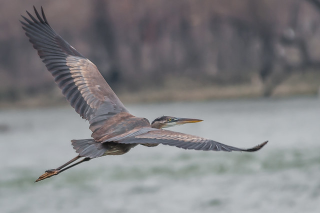 Great Blue Heron in flight - from above