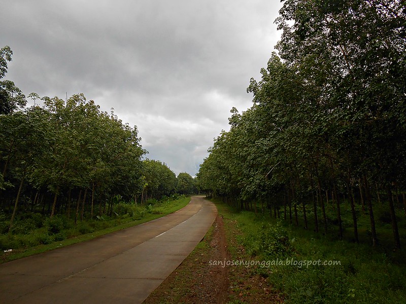 basilan rubber plantation