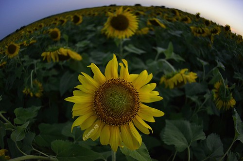 texas bluehour hillsboro hellosunshine helianthusannuus fisheyeview nikond800 sunflowersfarm nikkor16mmf28daffisheye sunflowersseedingstages