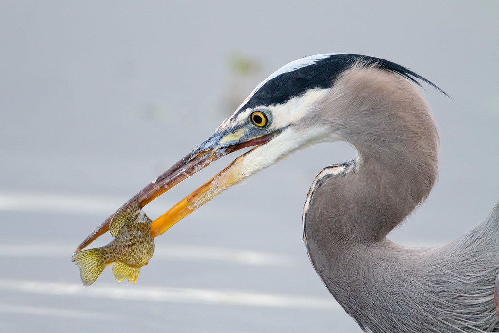 A great blue heron with a fish impaled on its bill
