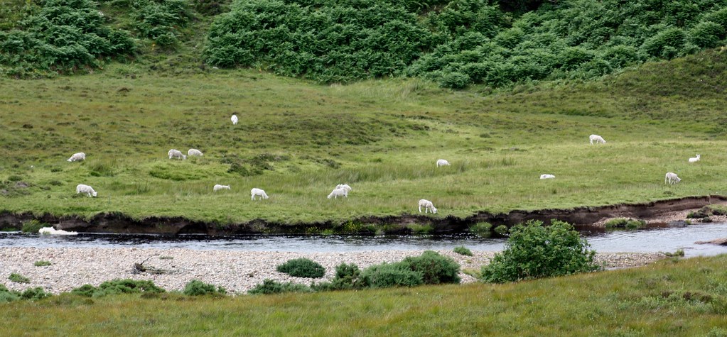 Highland Free Range Sheep