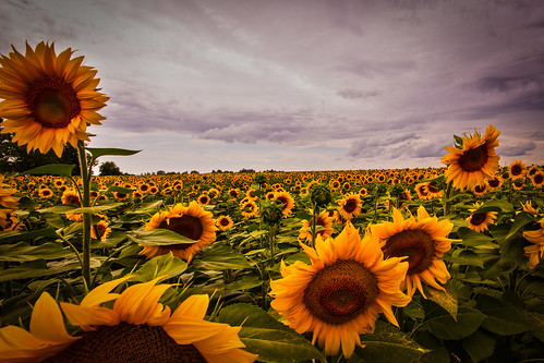 europa hungary blumen sunflowers sunflower ungarn magyarország sonnenblumen naturaufnahmen dombóvár tolnau sonnenblumenapraforgó