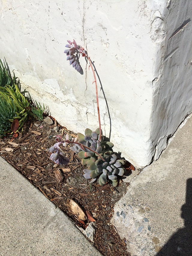 white wall, curling succulent, stark shadow