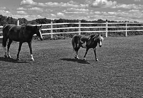 horses blackandwhite clouds fence monotone paddock lumixcamera glastonburyconnecticut cloudsstormssunsetssunrises pjddigipic panasonicdmcg5