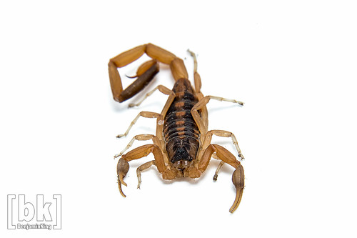 animal horizontal closeup unitedstates wildlife arachnid scorpion bark arkansas copyspace terrestrial arachnophobia invertebrate stinging mountainhome centruroidesvittatus poisonousorganism