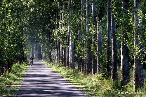 trees bomen brabant laan fietser liempde populieren eenzamefietser