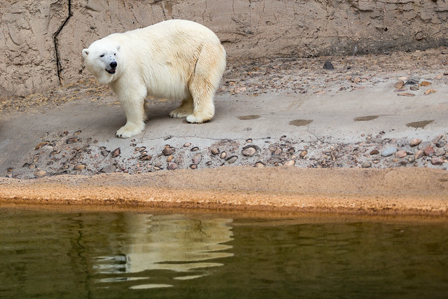 Polar Bear Looking Back at Denver Zoo
