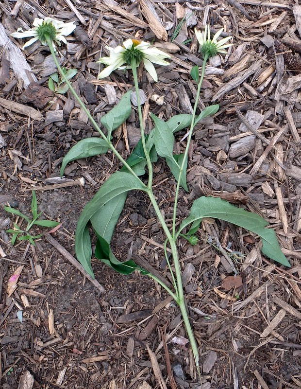 a wilting white coneflower with three blossoms lying on the ground