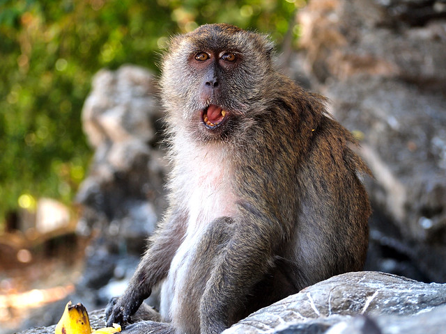 Monkey at Monkey Beach in Thailand