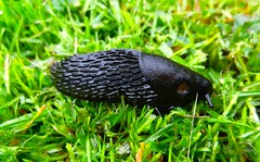 Large Black Slug DSCN3310