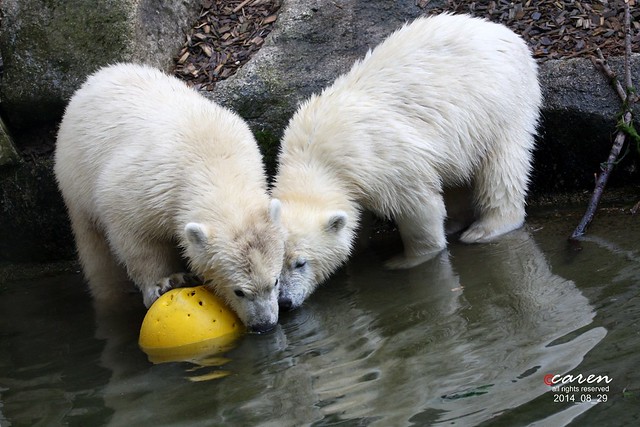 Eisbärenzwillinge Nela&Nobby 2014_08_29 239