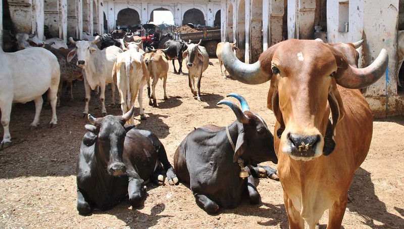 172 casa de vacas en Natwara (3)