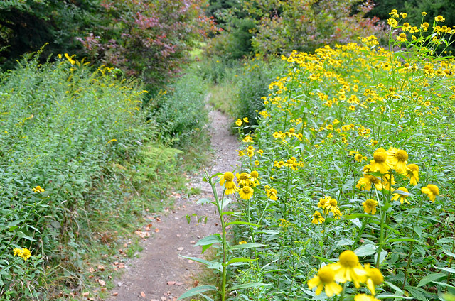 Wildflowers on the trails - Grayson Highlands State Park Virginia