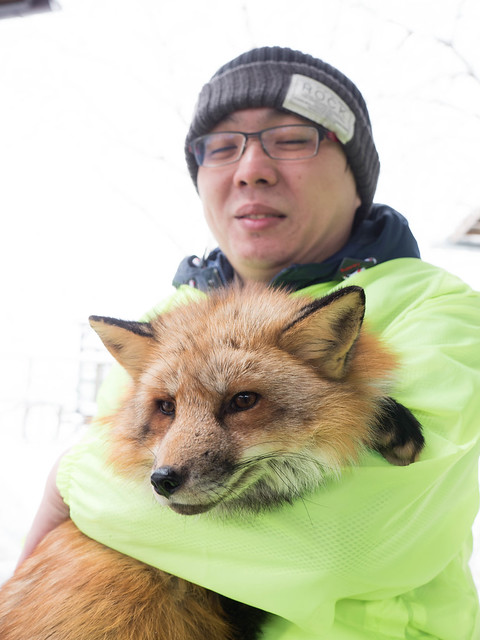 近距離徹底療癒！日本藏王-狐狸村，還可以親手抱狐狸！滿滿的感動啊！ @3C 達人廖阿輝