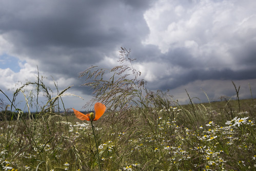 flowers clouds deutschland sony nordrheinwestfalen sigma1020mm landscapephotography hüllhorst