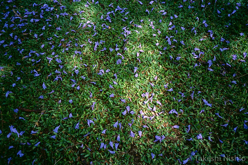 purple petals on grass